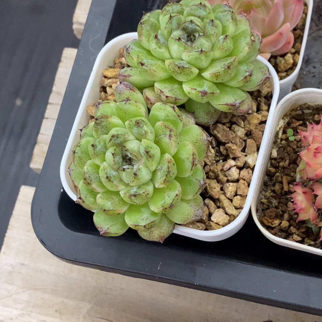 精品多肉一物一拍不包整218