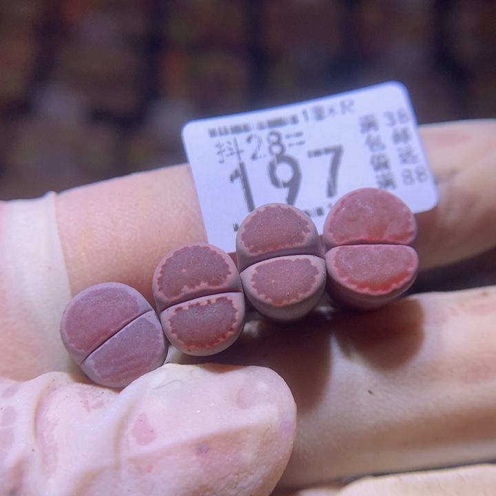 精品生石花28.197