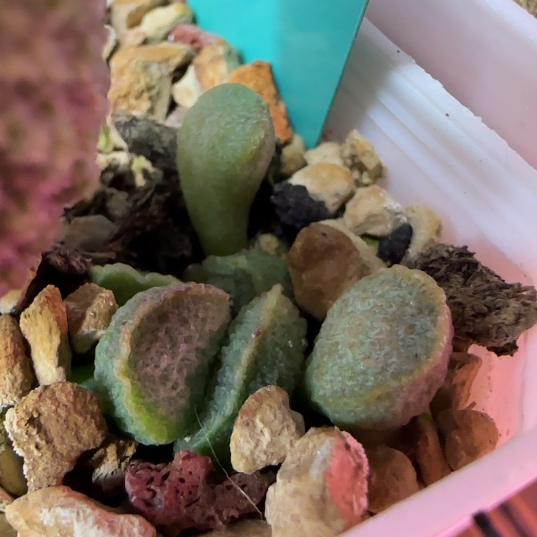 编号585叶插，脱土发