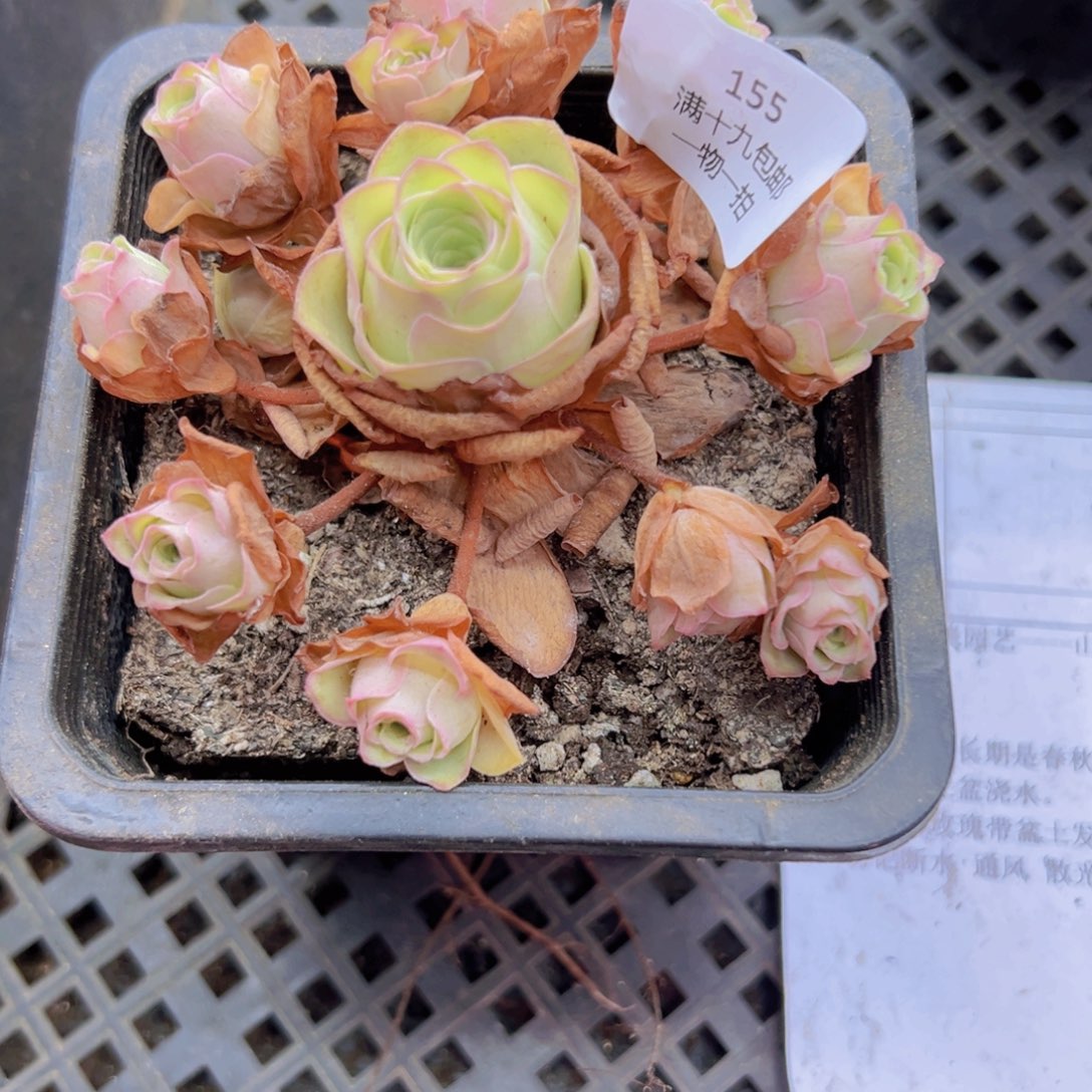 山地玫瑰基地无售后155