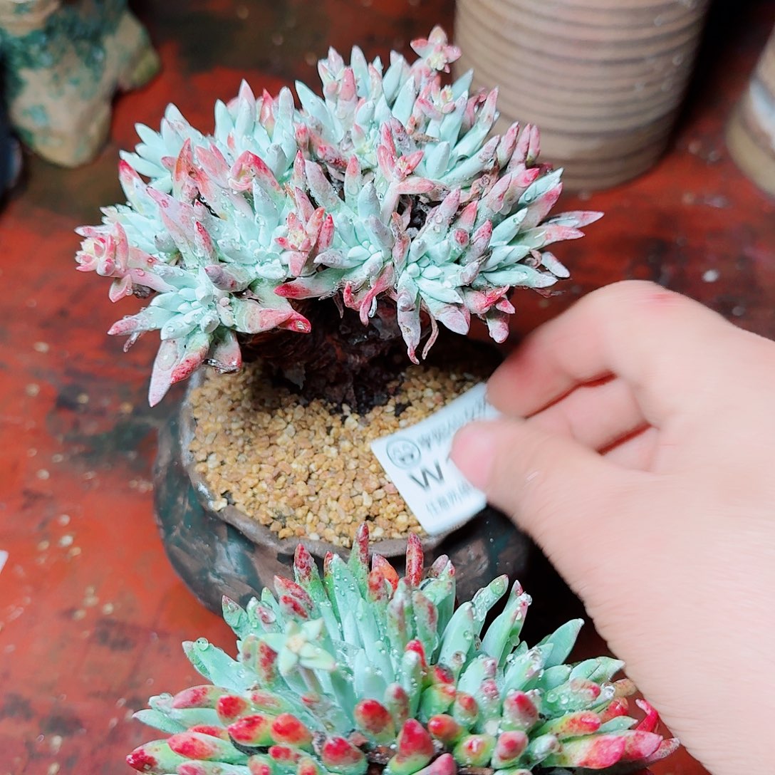 1258两颗一起多肉