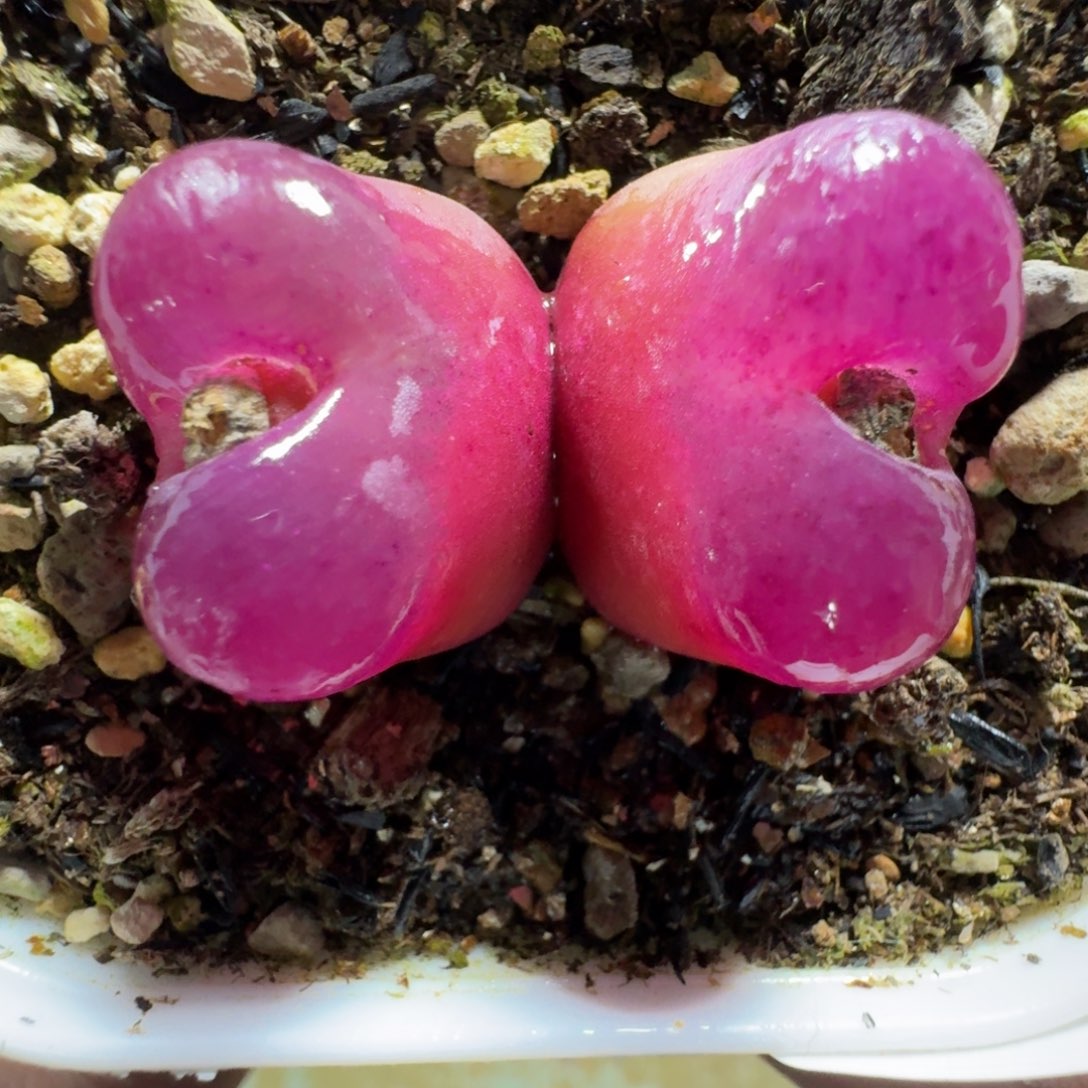 2490。仙气飘飘的一颗毛毛