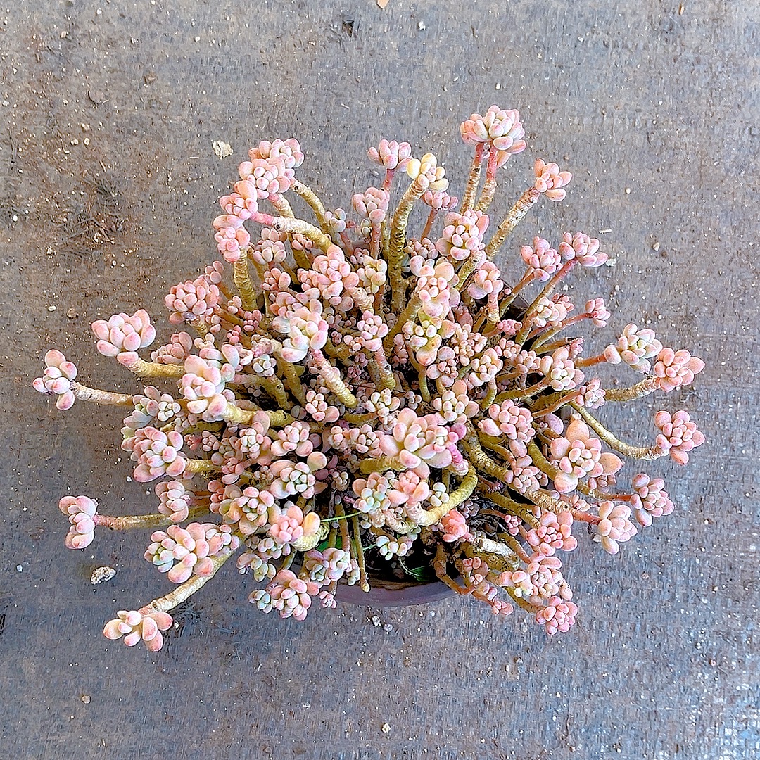 满15包邮 (彩虹豆) 防辐射 吸甲醛 净化空气 美观 多肉植物      