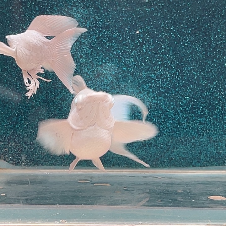 孔雀鱼瓷白钻眼玛丽