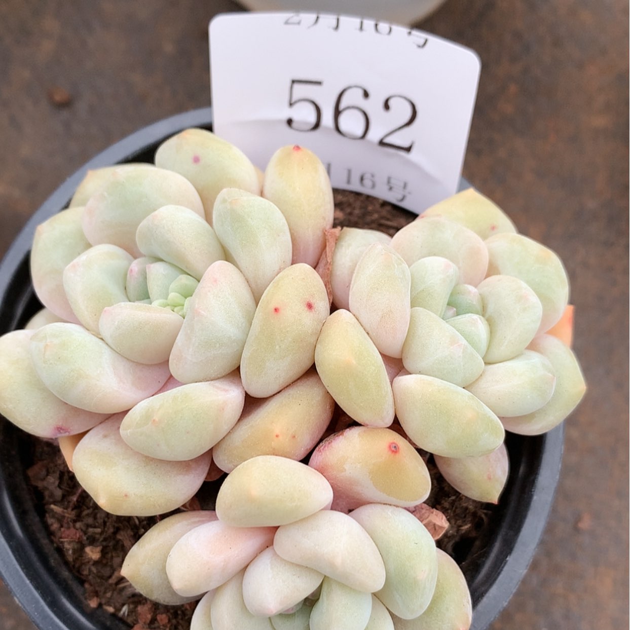 【闪购商品】云562号