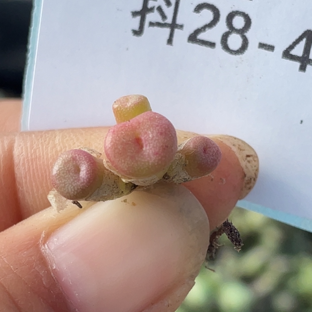 28-49猪鼻子多肉植物