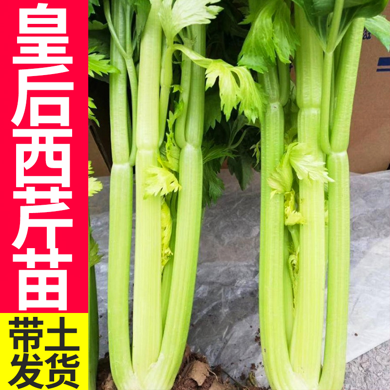 寿光蔬菜种苗水果芹菜苗小香芹西芹苗小香芹籽蔬菜种子蔬菜苗