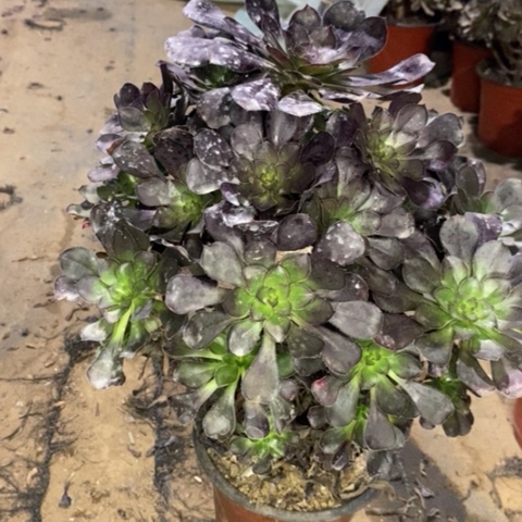 圆叶多肉植物053