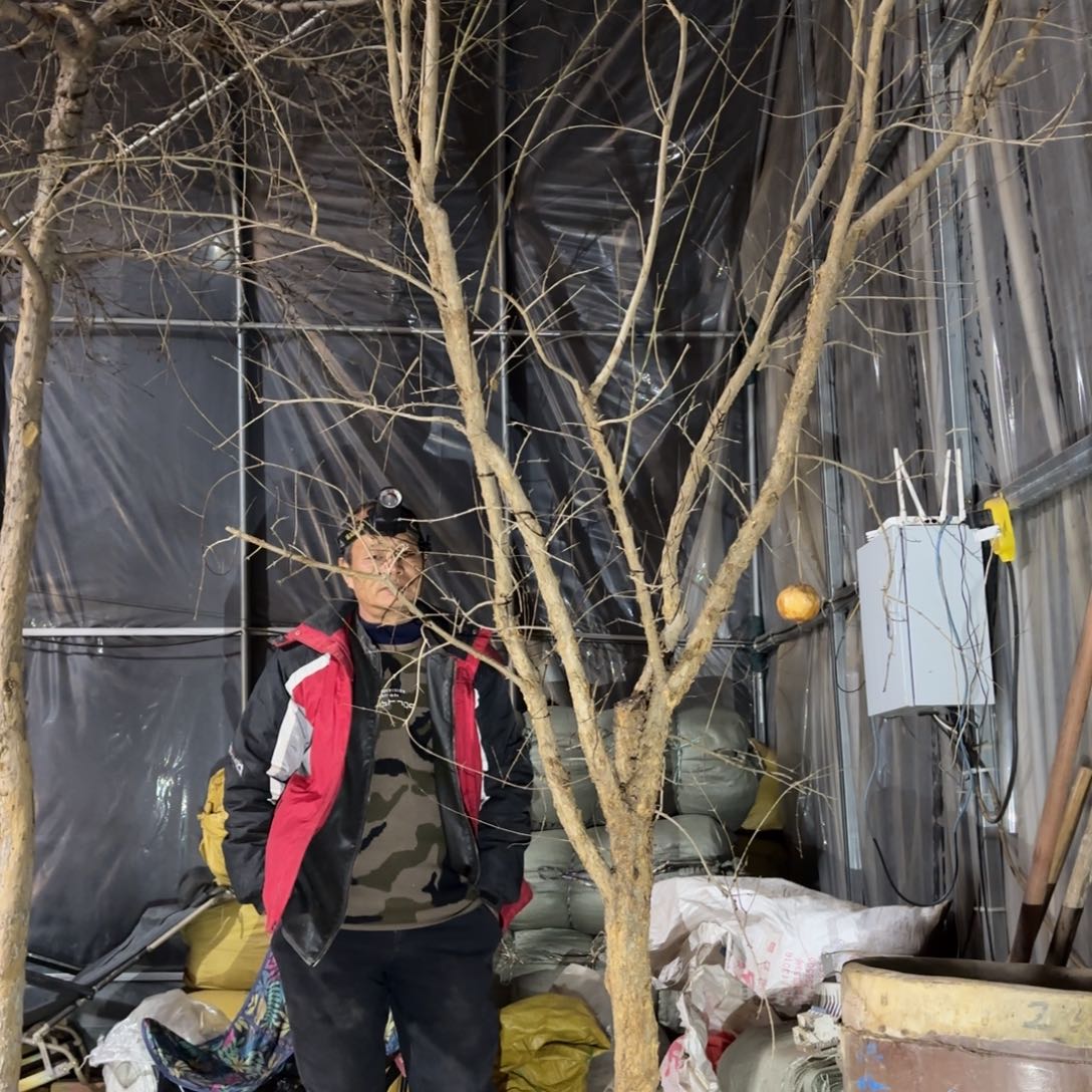 战***狼完全开放石榴树88888