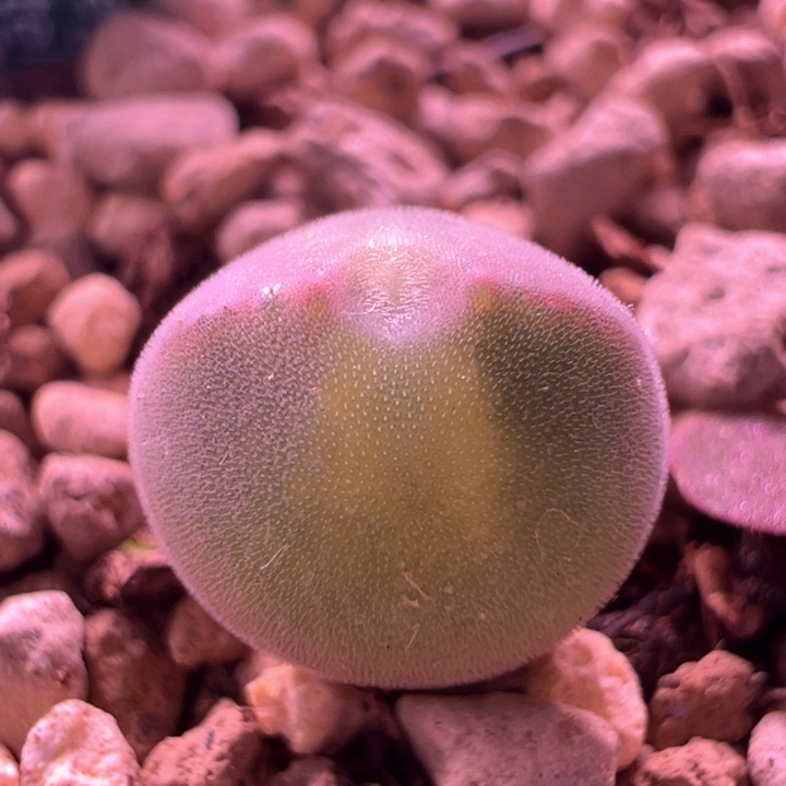 32青蛙种源优选两年大眼空蝉。小胖球。 