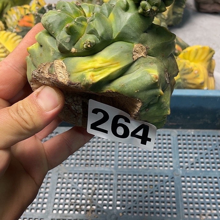 完全开放264栾锦龟甲仙人球