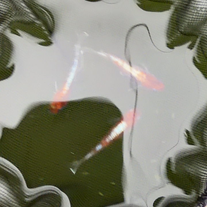 青鳉鱼编号 37 天照三色 3 条