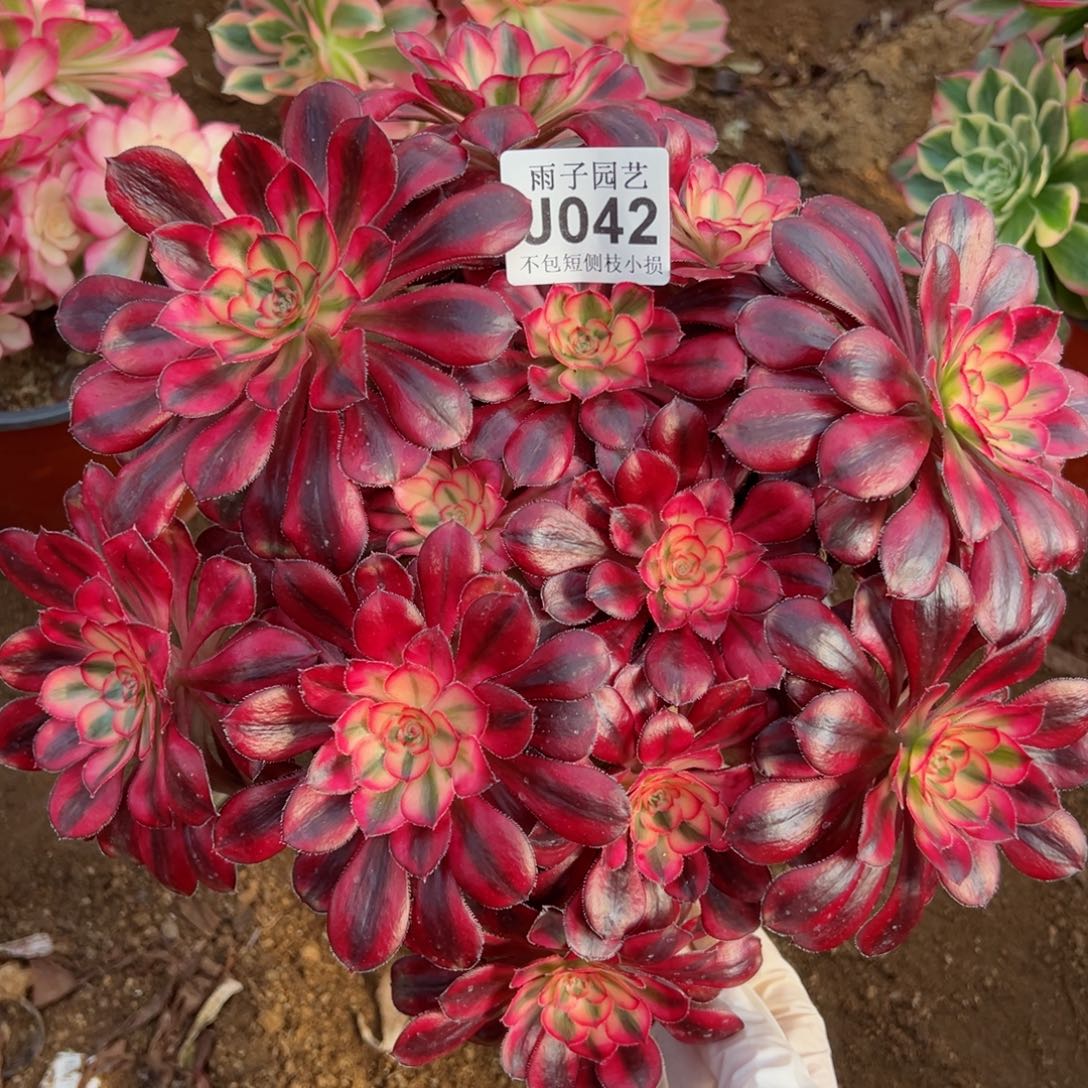 042香奈尔尺寸25左右