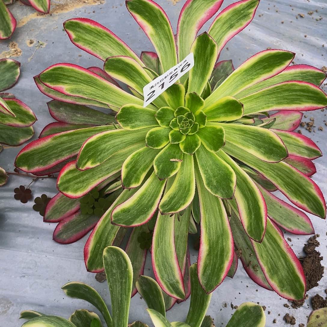 2156琉璃女神多肉植物