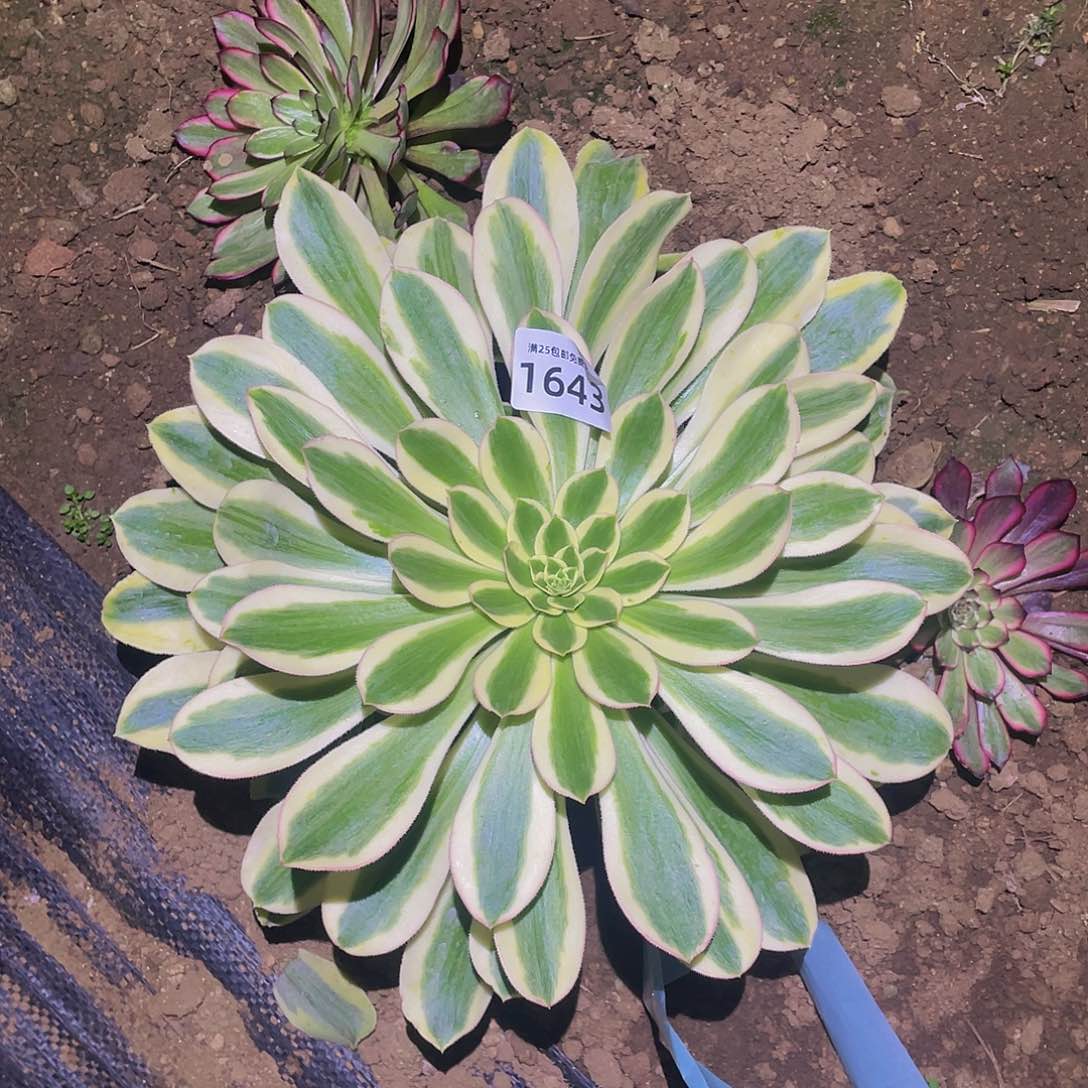 1643保时捷多肉植物