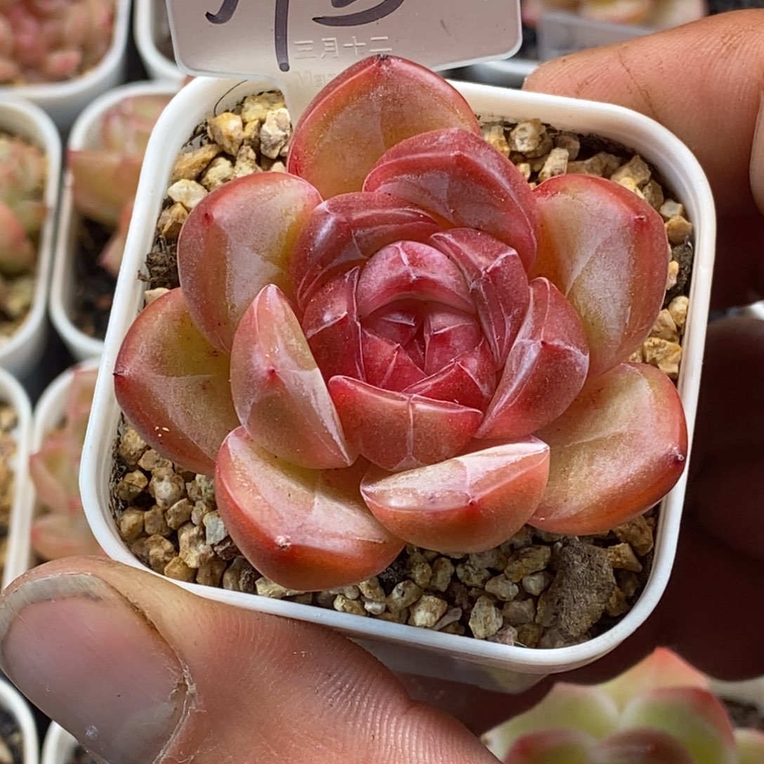 天官赐福百无禁忌