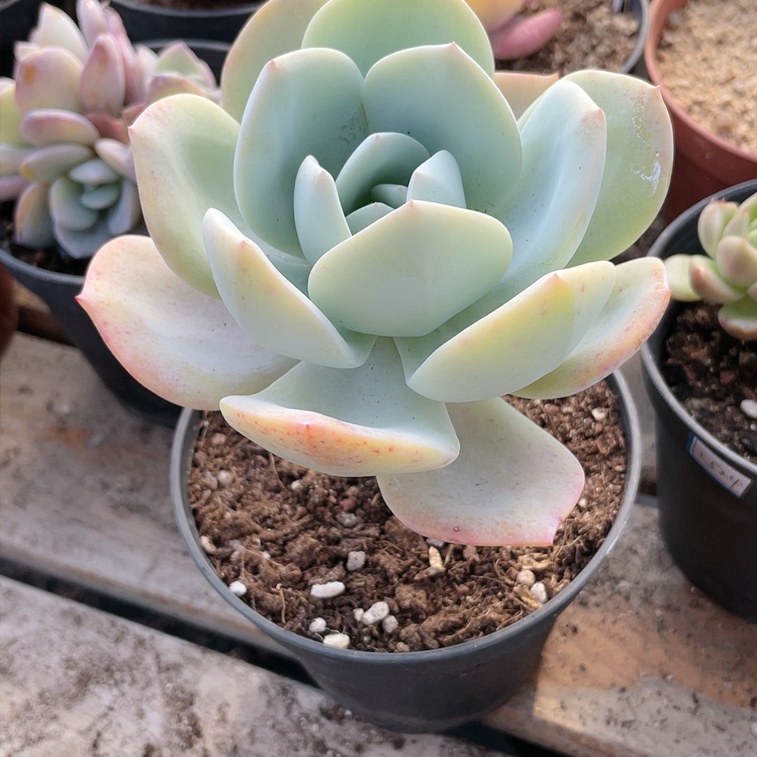 1314  奶凤 六月六