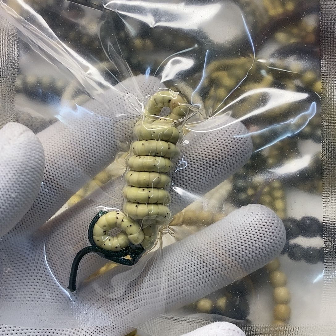 星月菩提手串y****g海南