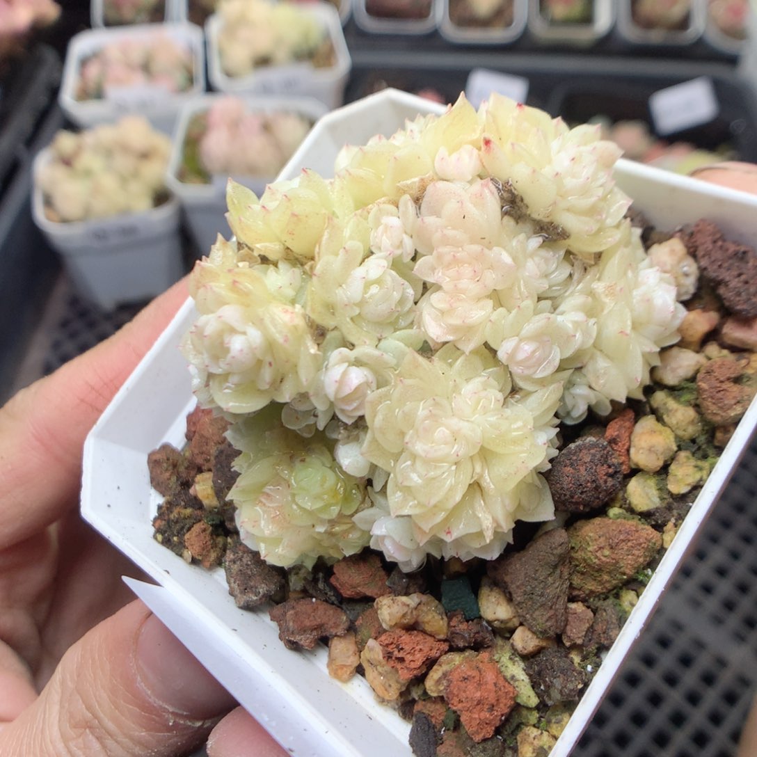 无花朵Q43。yyyyytt