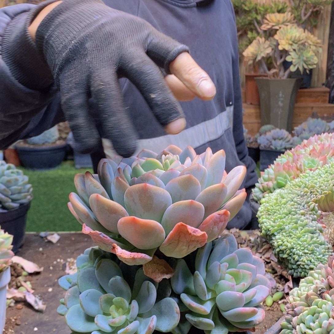 *️****C121号香橙手捧