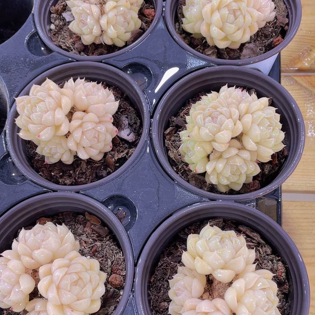 193号 黄透包包麦秆群一颗