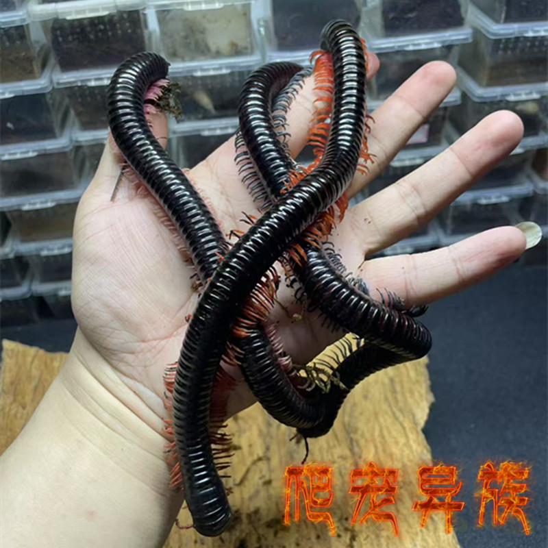 婆罗洲巨人马陆 千足虫巨人马陆超大温顺好养超帅气新手推荐马陆
