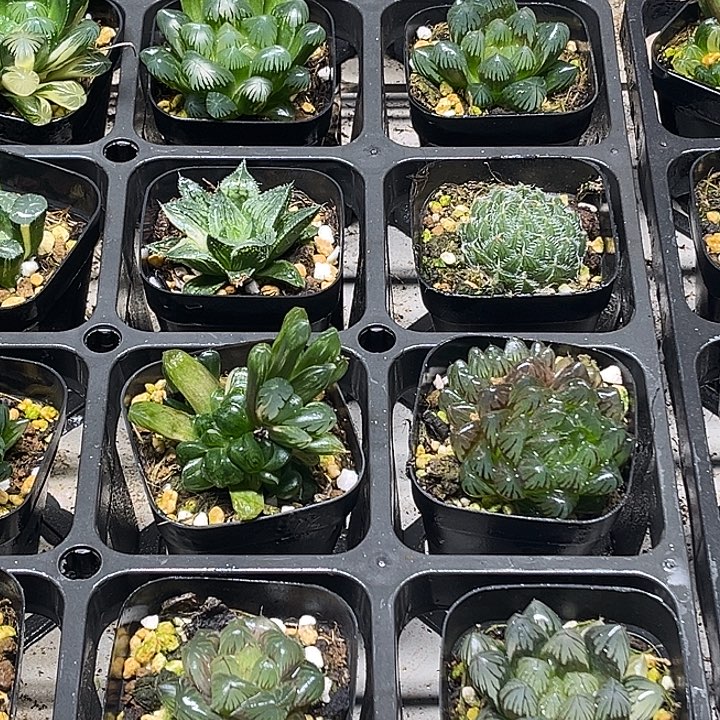 15 脱土发货8颗13.9包邮