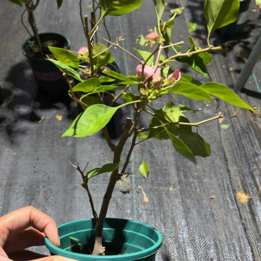 无花朵【带花暗丽一棵】福利卡不售后介意勿拍