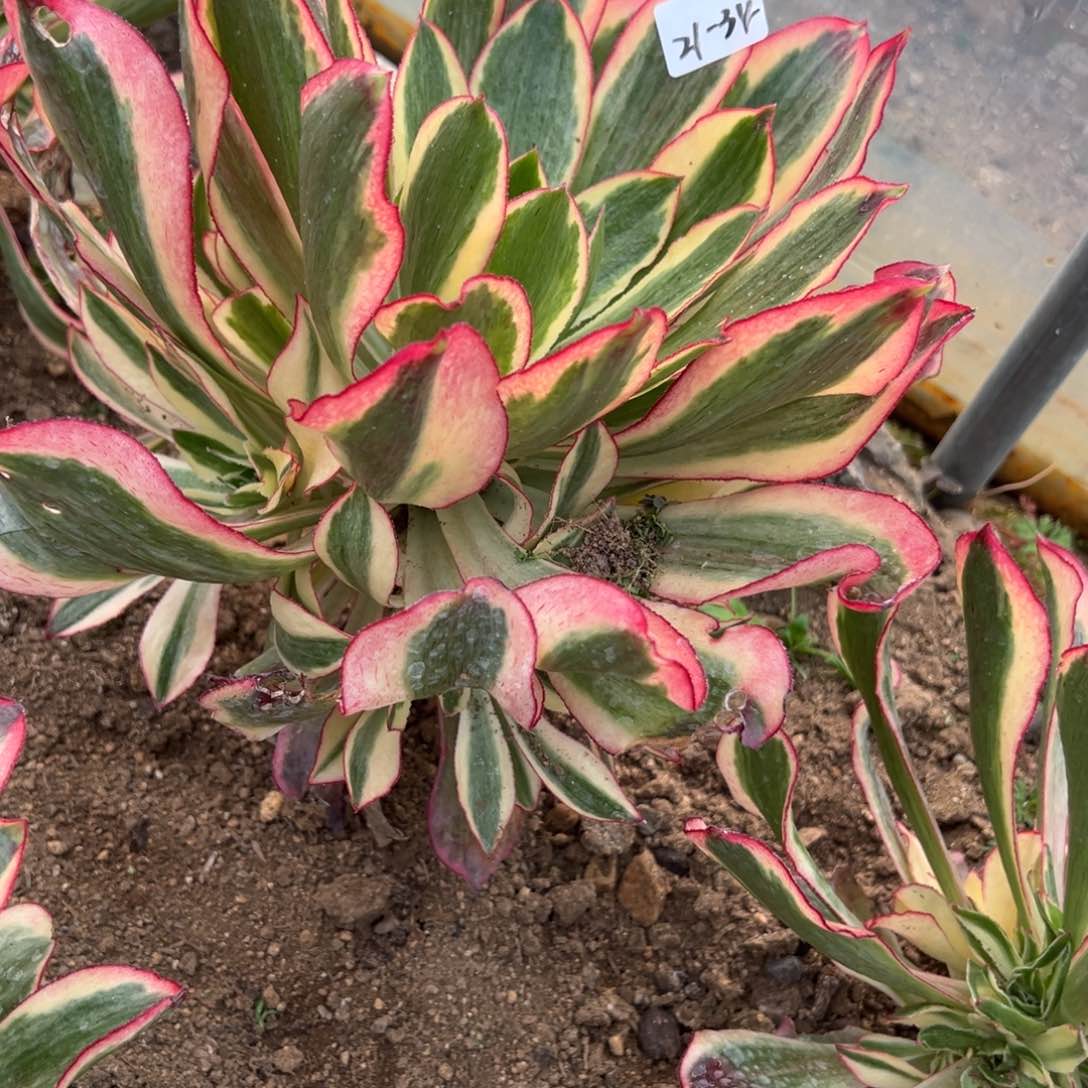 34魅影多肉炖肉多肉