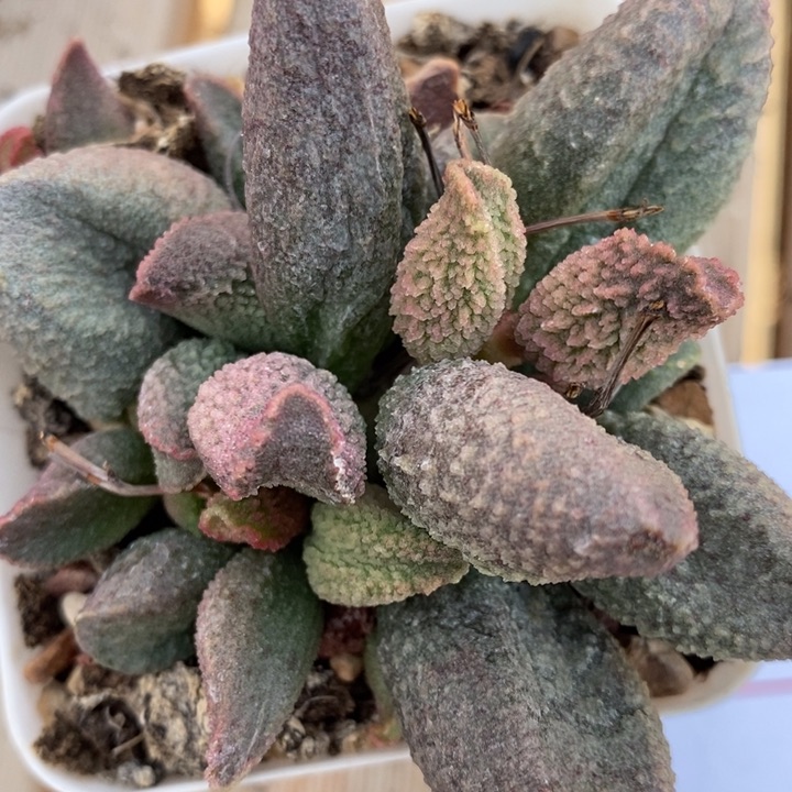 1633大哈默杂一颗