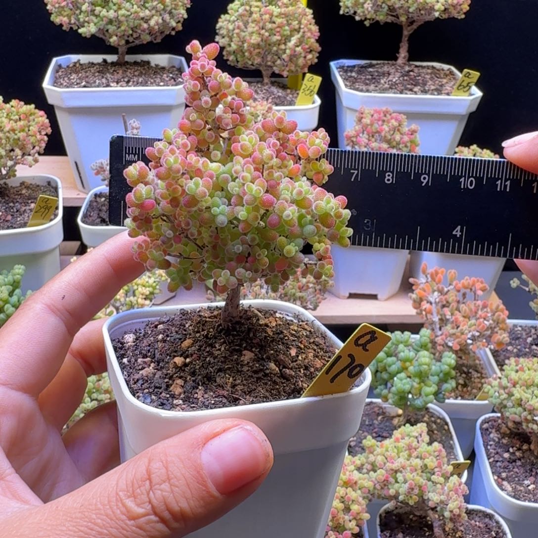 闹***记a170后蜜橘冠服6厘米左右