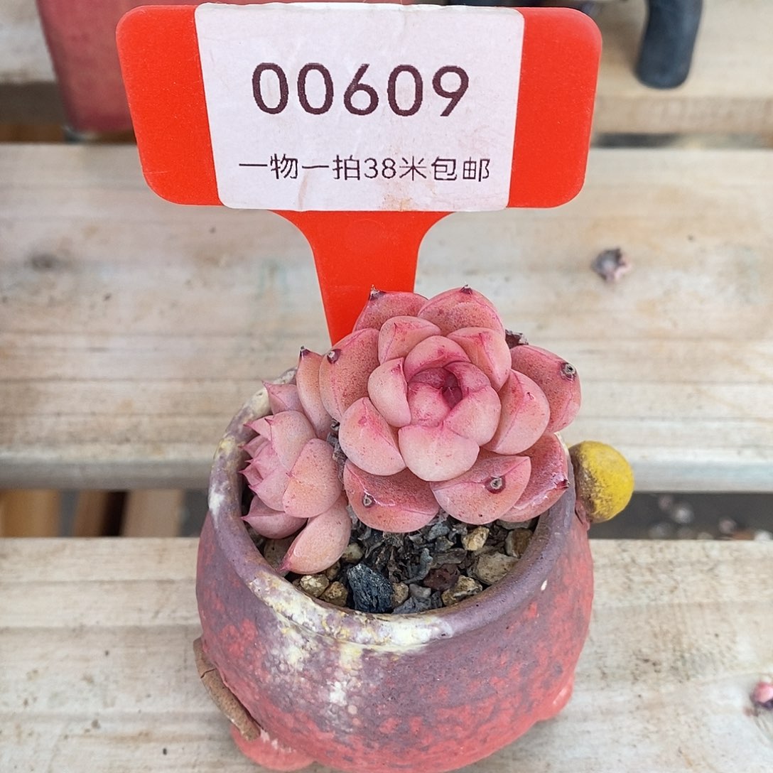 00609low咯小白哦想我