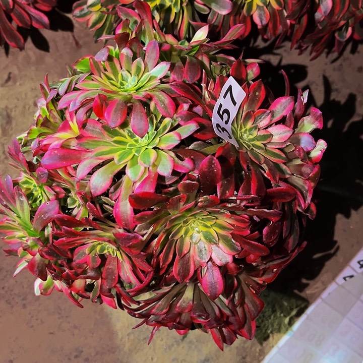 357朝霞多肉植物