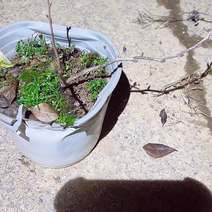 妖***品无花朵哈哈哈哈哈哈