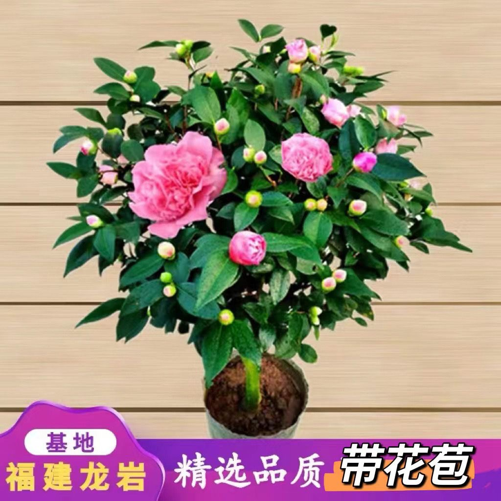 香妃茶花好养植物带花苞开花香高度约60到70公分重瓣粉红色茶花