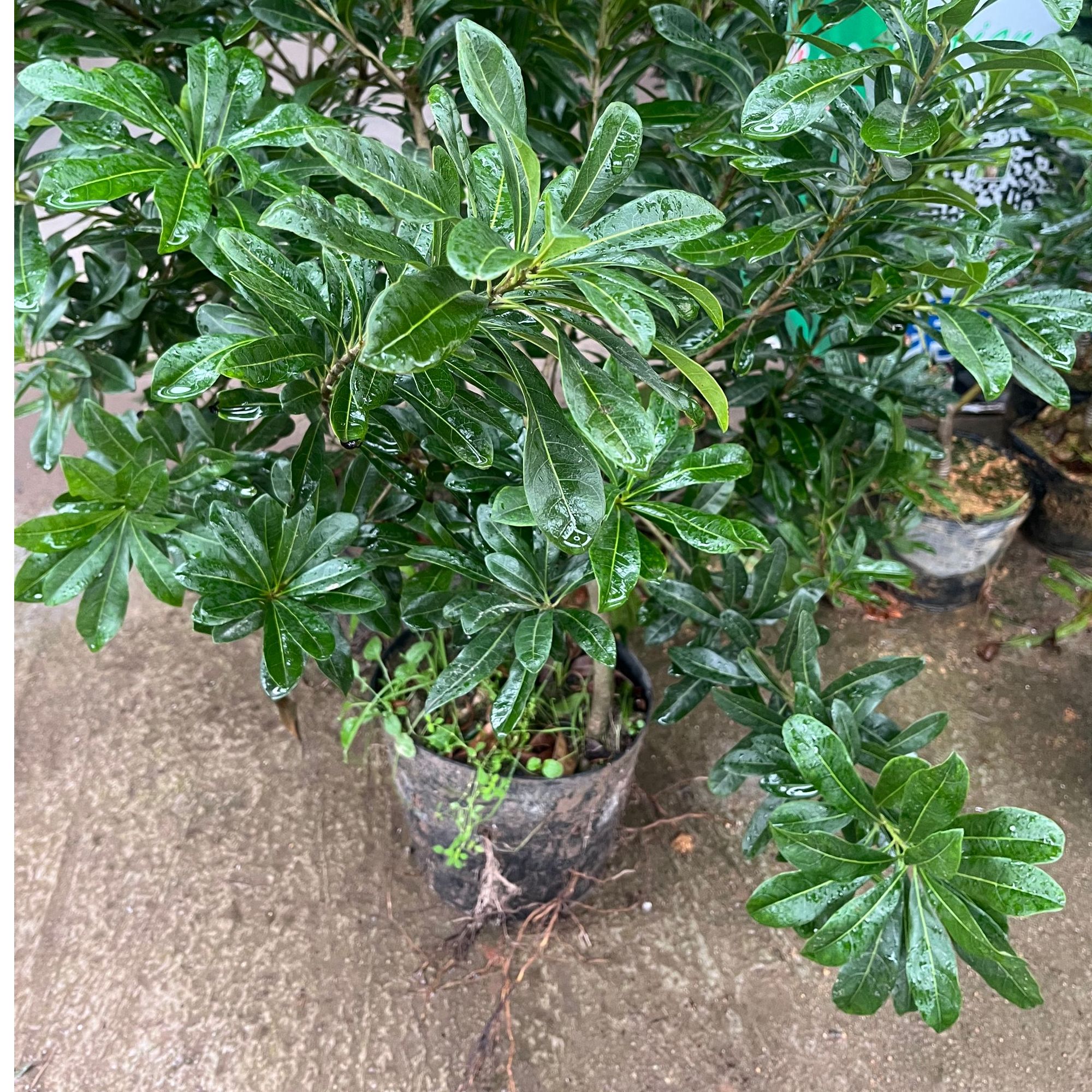 [5号链接]仙居1—2年大型各种盆栽景栽绿植