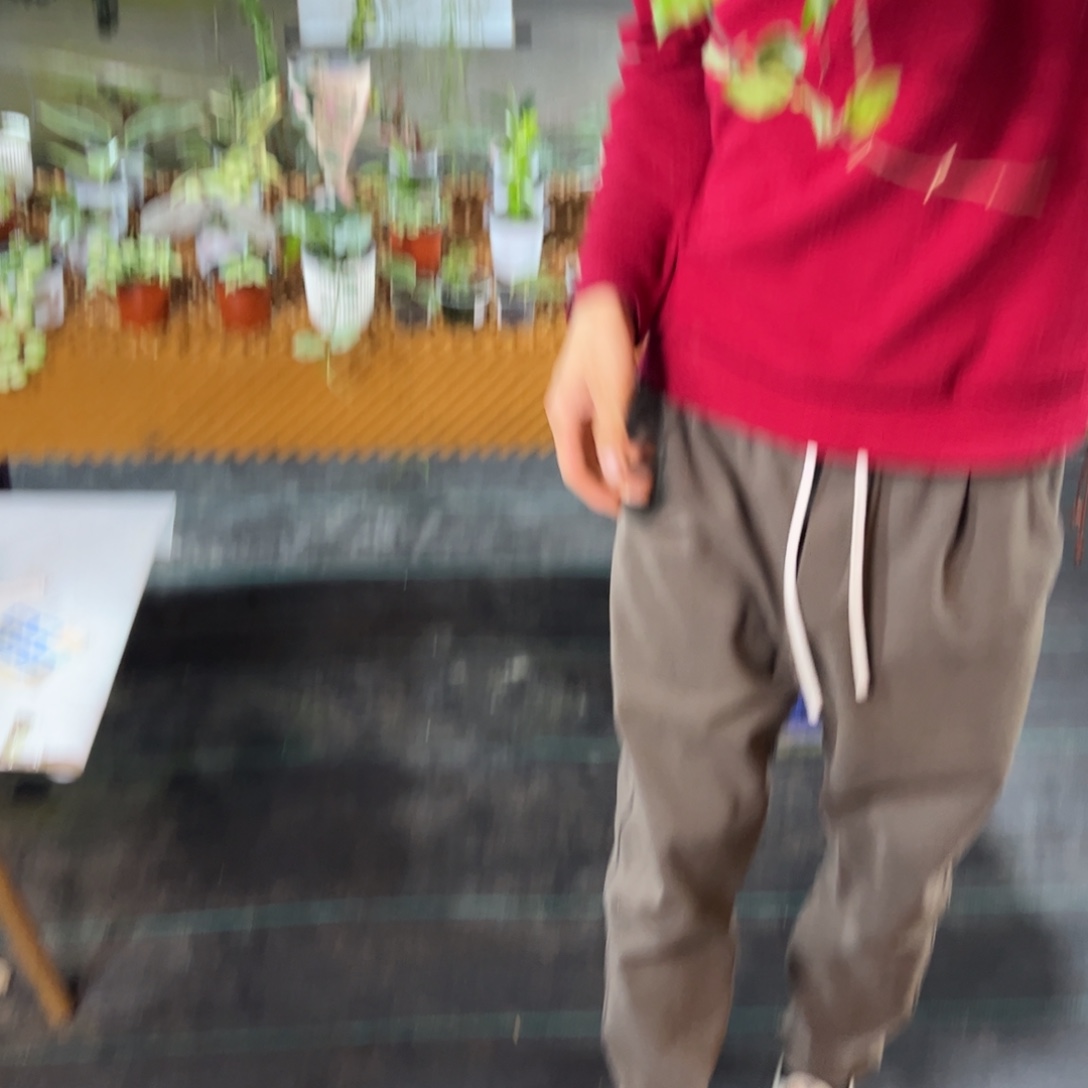 三***～无花朵苏奈球兰中苗