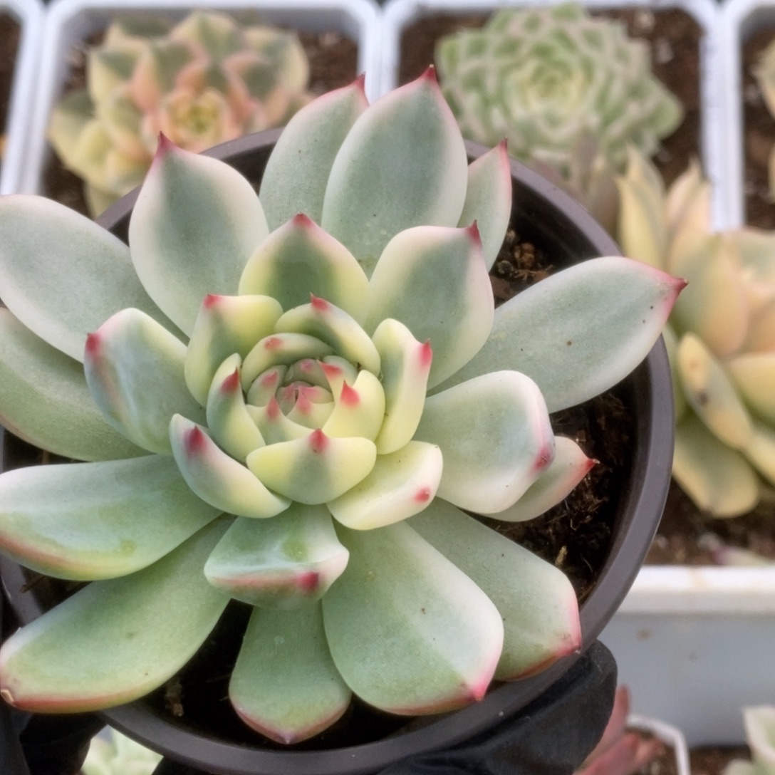 427锦锦锦锦锦锦锦锦锦