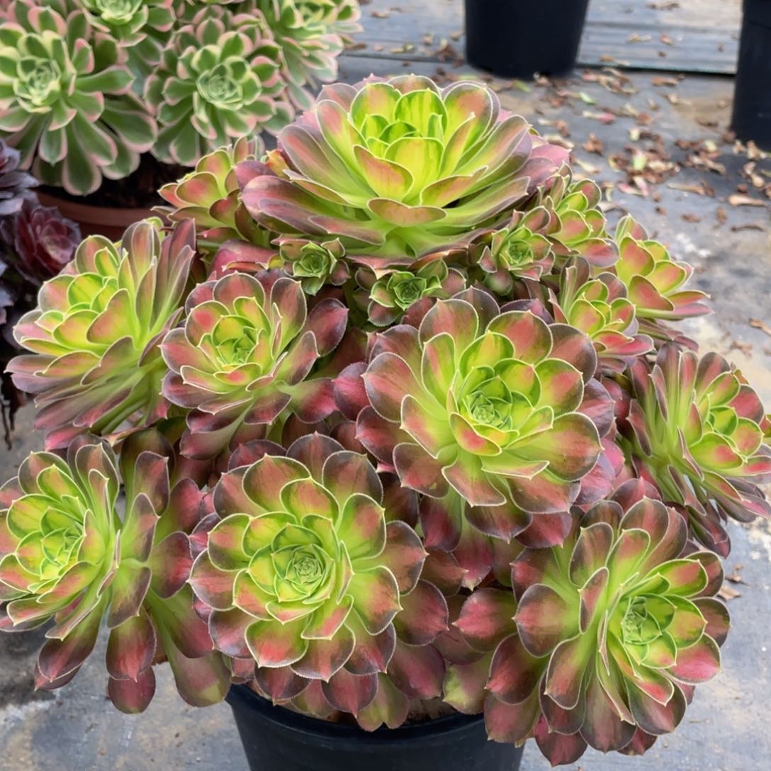 098韶华精品法师多肉