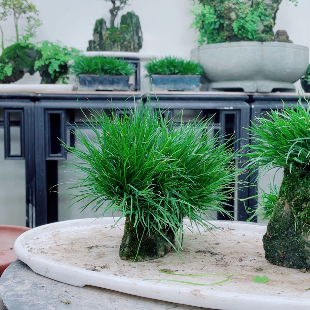 无铅玻璃青*客铁线蕨铁线蕨铁线蕨