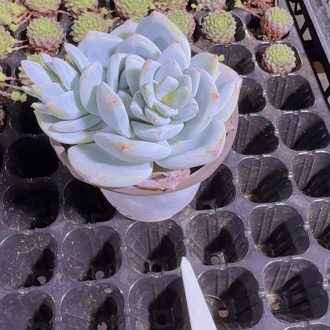 何***涵精品蓝色多肉植物