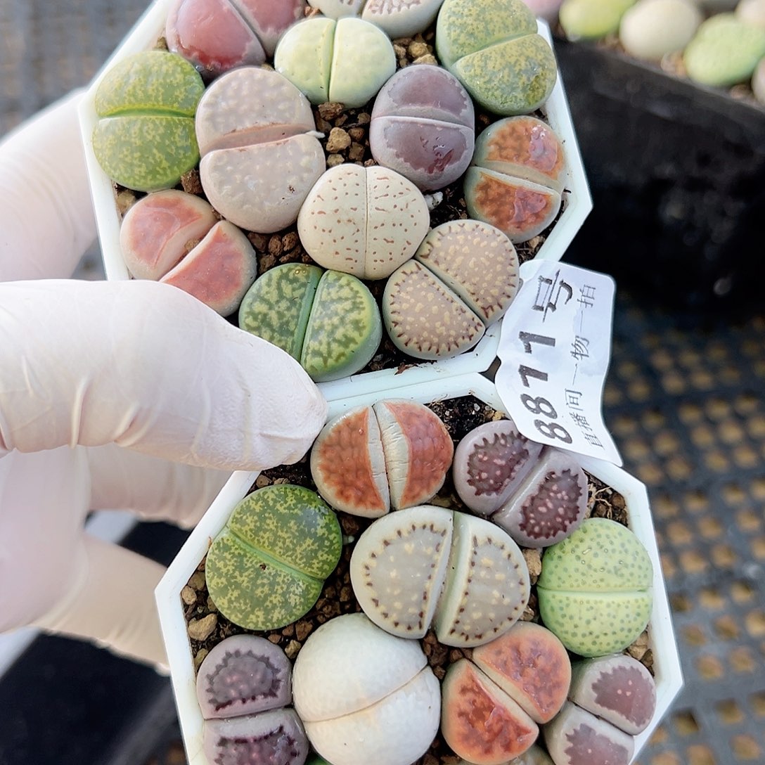 8811 好养易活生石花大母本两盆