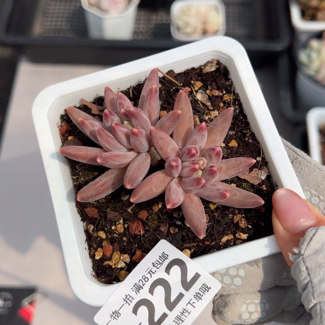 伊卡鲁斯多肉多肉多肉多肉