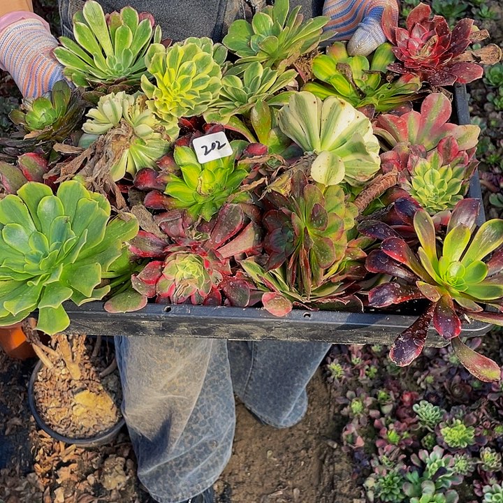 春***秋砍头苗0000000000202号