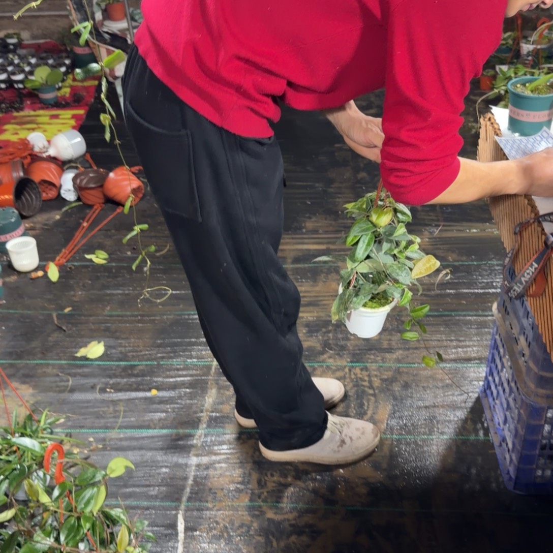 苏***O无花朵粉婉球兰大苗