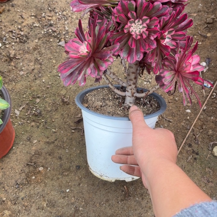 一物一拍红铜超白221