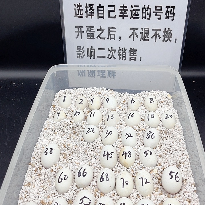 母绿毛龟11111111111