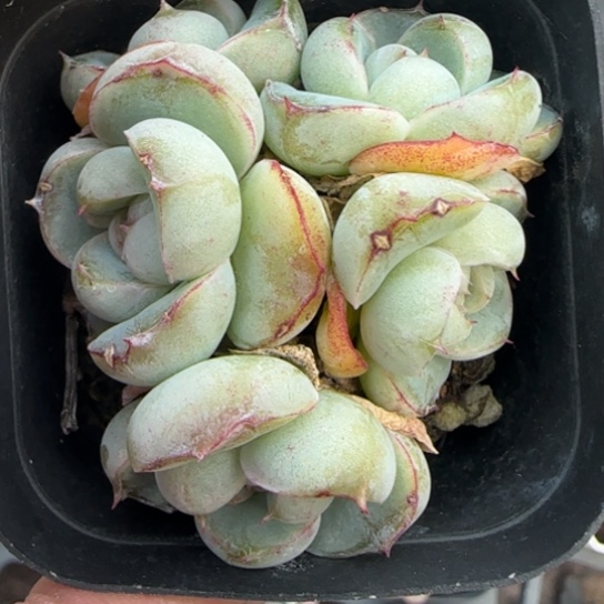 233胖虎多肉植物多