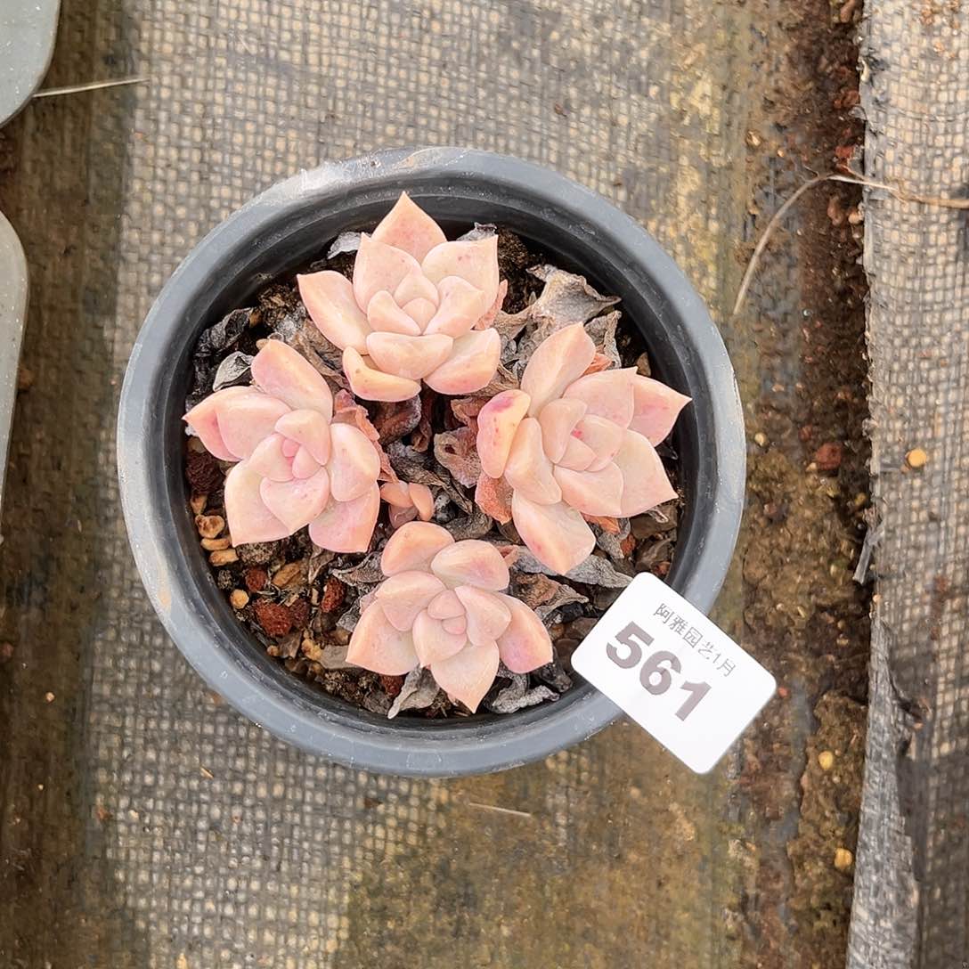 阿雅园艺。         脱土发货561