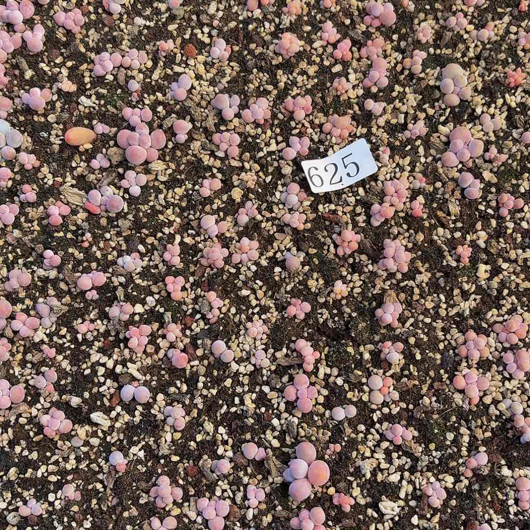 魔**仙多肉植物多肉植物625